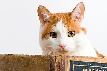 veterinary-domestic-animal-house-cat-450px-shutterstock-24646681.jpg