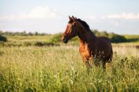 Wrap up: New World screwworm confirmed in a US horse, and other news