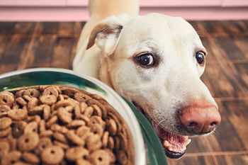 veterinary-happy-labrador-retriever-dog-food-AdobeStock_191012565-450.jpg