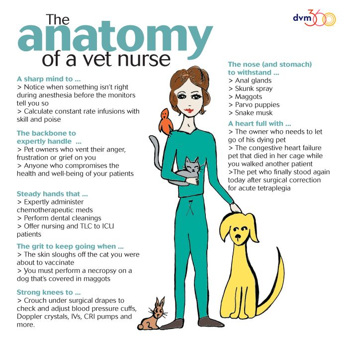 The anatomy of a veterinary nurse