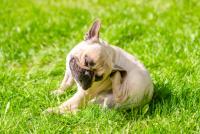 Beyond the Itch: Skin Allergies as a Chronic Care Journey