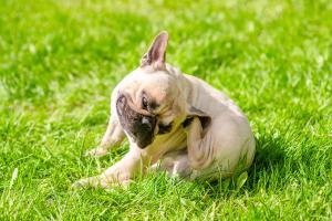 Beyond the itch: Skin allergies as a chronic care journey