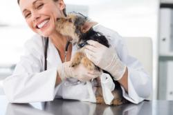 Veterinarians are facing a mental health crisis, but pet owners can help