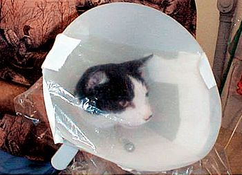 veterinary_oxygen_3_460-651184-1384345378115.jpg