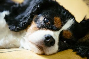 veterinary-dog-lie-down-cavalier-AdobeStock_207931972_450.jpg