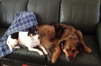 veterinary_shaffstall_dogs_450.jpg