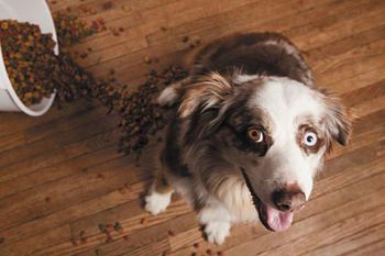 veterinary-dog-looking-up-450px-shutterstock-194124272.jpg