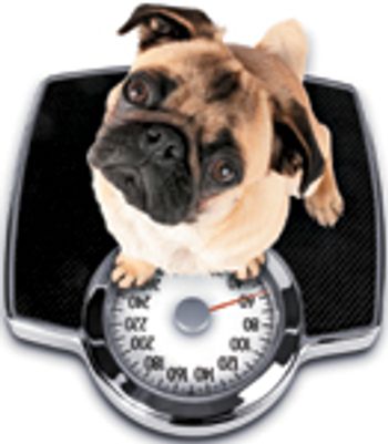 veterinary_weight_1011_sb10064161f-001-42156850-641110-743093-1384181174705.jpg