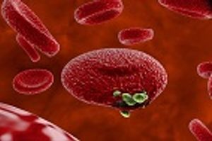 Parasite Interactions Affect Risk of Malaria Infection in Wild Birds 