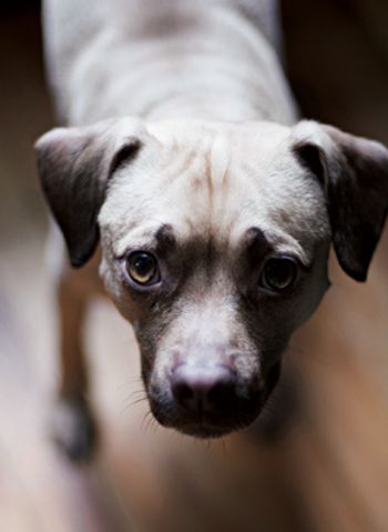 veterinary_dog_shy-754706-1384165208047.jpg