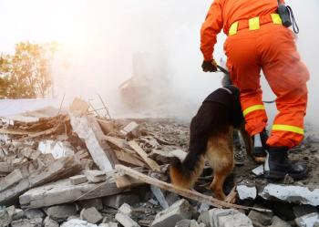Rescue dog