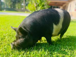 Pig overcomes diamond skin disease