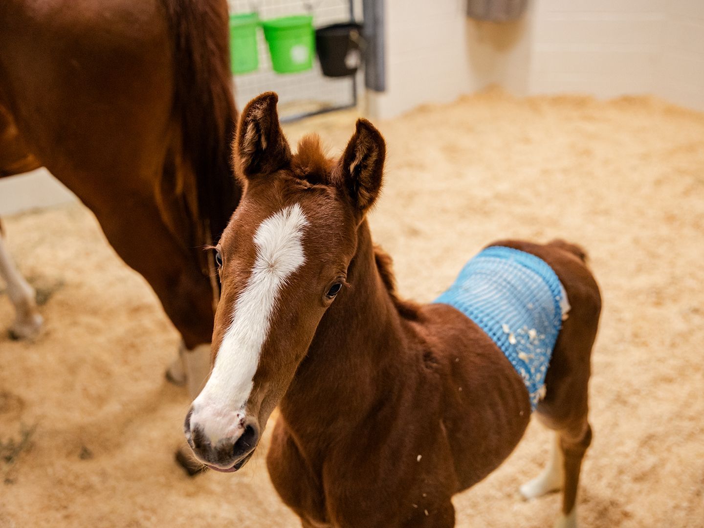 Vicky, the newborn foal