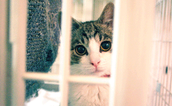 spay-neuter-450.gif