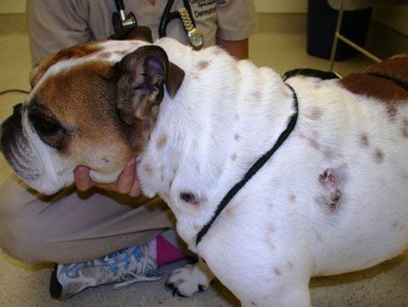 English Bulldog Rashes Image Quiz: Dermatology-A bulldog with erythematous plaques