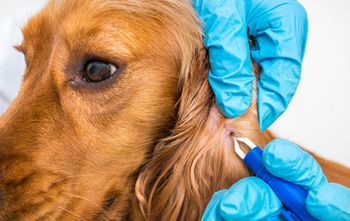 veterinary_golden_getting_tick_removed_by_vet_162228852_450.jpg