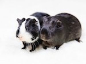 Guinea Pigs Show Resistance to Rhodococcus equi Infection