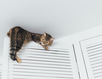 veterinary-cat-climbing-wall_main.jpg