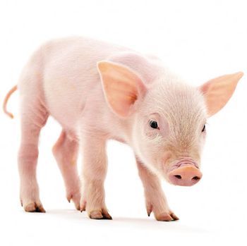 veterinary_piglet_web-839036-1404209602935.jpg