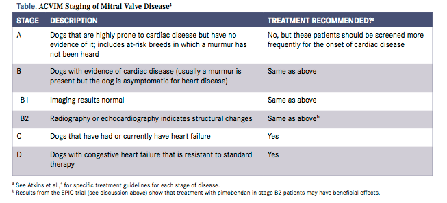 When Should Mitral Valve Disease In Dogs Be Treated When Should Mitral Valve Disease In Dogs Be Treated