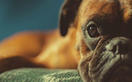 veterinary-dog-boxer-sad-AdobeStock_193802080-450.jpg