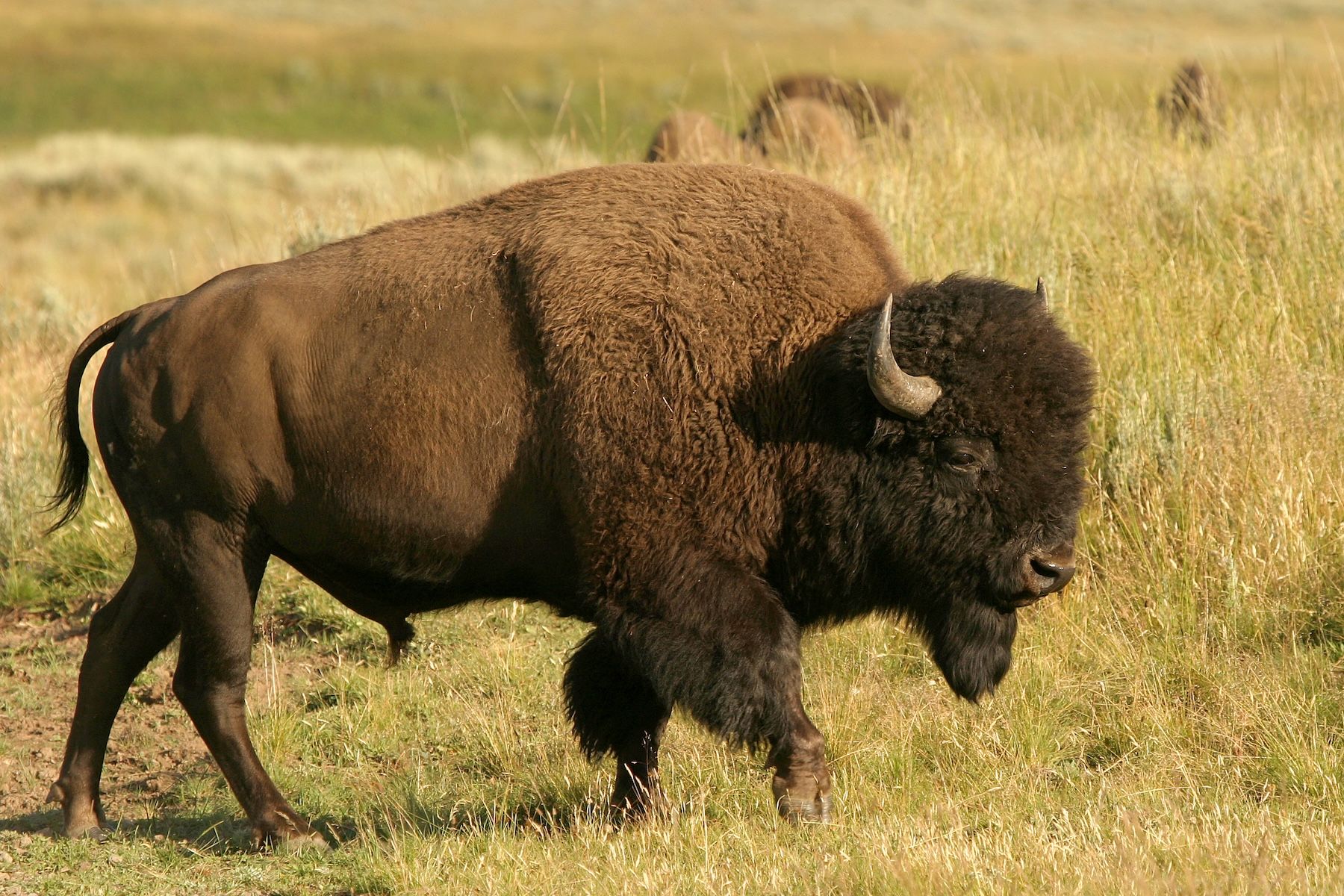 Bison