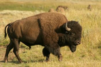 Bison