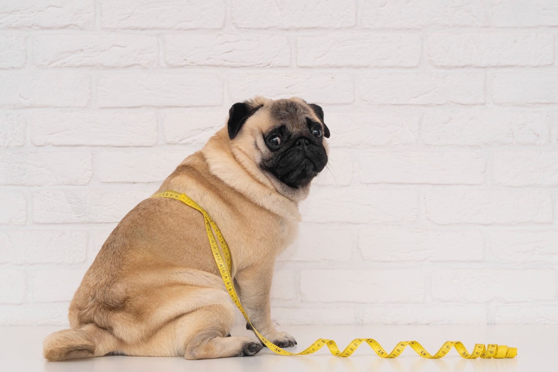 Diet plan for dogs