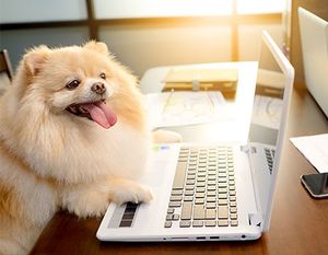 veterinary-dog-marketing-main.jpg