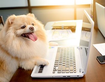 veterinary-dog-marketing-main.jpg
