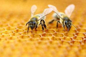 Study demonstrates the importance of nutrition in honeybees’ survival against pesticides and viruses