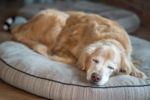 The benefits and options of in-home end-of-life care