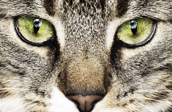 veterinary_H1N1_cat_crop-645361-1384409366367.jpg