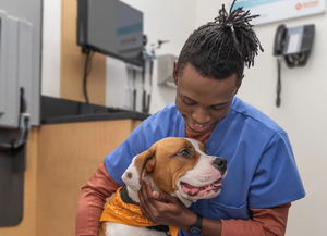 The 4 I’s of quality improvement in veterinary medicine