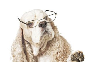 Veterinary_460px X 284px_184277655.jpg