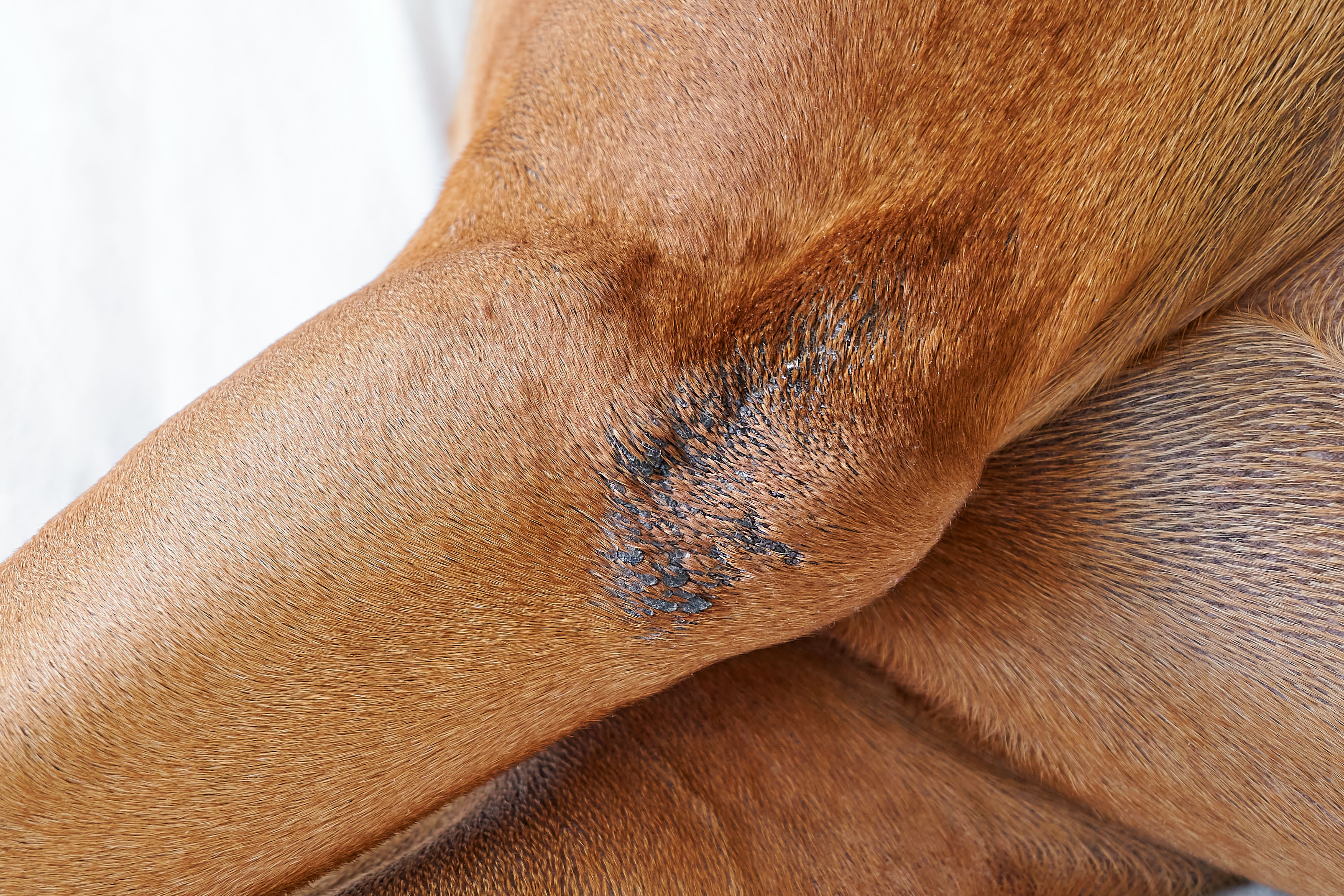 Pyoderma Scaly Topical treatments for pyoderma