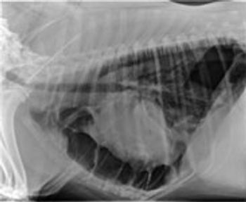 veterinary_1209_dvm_-thorax-645738-1384408586973.jpg