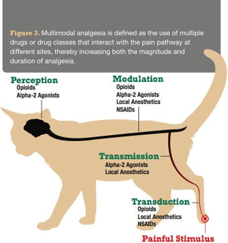 Spotlight on acute pain in cats: Improving your assessment, treatment ...