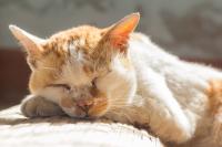 Feline veterinary hospice offers cats and clients familiar comforts (Part 2): Guiding in-home hospice care and euthanasia planning