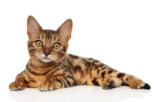 Bengal kitten