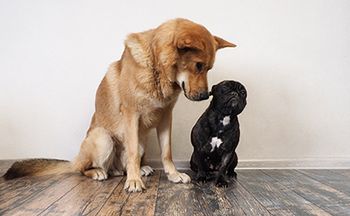 veterinary-dog-big-small-positive-interaction-AdobeStock_185641438-450.jpg