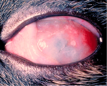 RedEye1_420-706194-1384192138432.gif