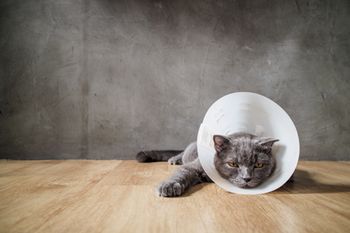 veterinary-sick-cat-with-funnel-cone-collar-prevent-him-450px-shutterstock-452939788.jpg