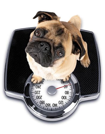 veterinary_dog_fat-840823-1404210580125.jpg