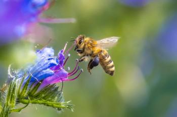 Photo: Sander Meertins/Adobe Stock