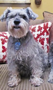 veterinary_L_101014-vetmed-leyna_220px.jpg