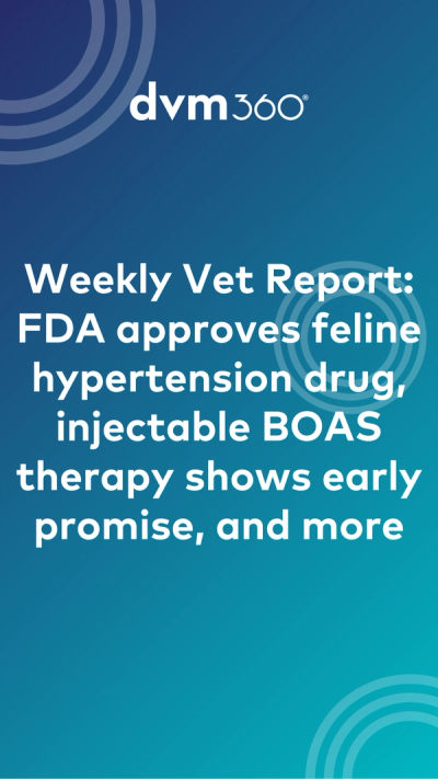 Weekly Vet Report: FDA approves feline hypertension drug, injectable BOAS therapy shows early promise, and more