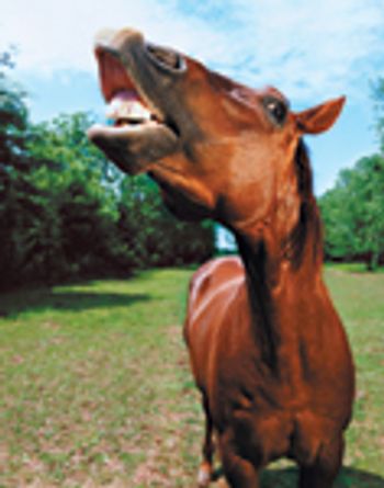 veterinary_horse_neigh_teet-757797-1384168093377.jpg