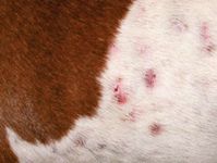 how long will a dog with untreated skin hemangioma hemangiosarcoma