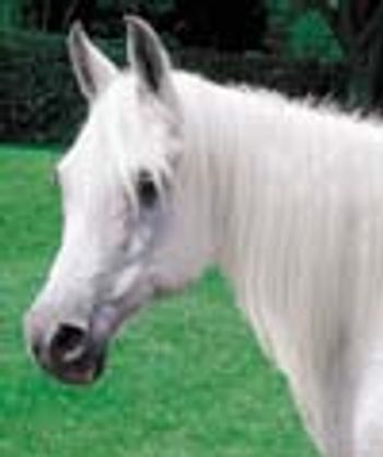 equine-66489-1384852079341.jpg